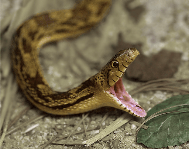 Top 10 Animals That Don’t Have Butts